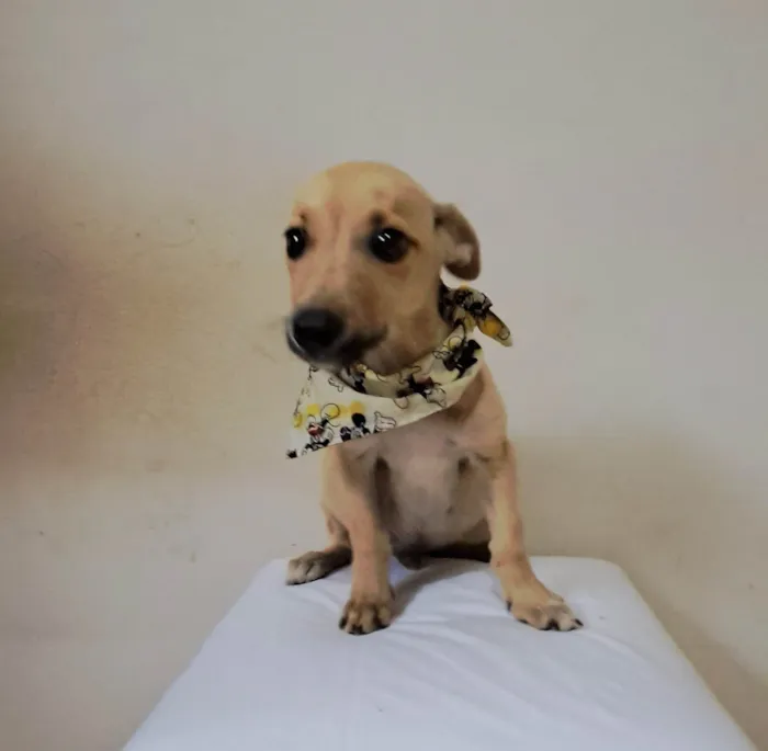 Cachorro raça SRD-ViraLata idade 2 a 6 meses nome Zeca