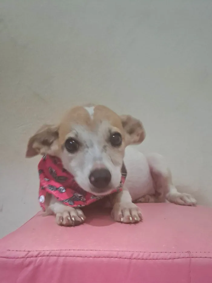 Cachorro raça SRD-ViraLata idade 2 a 6 meses nome Zama