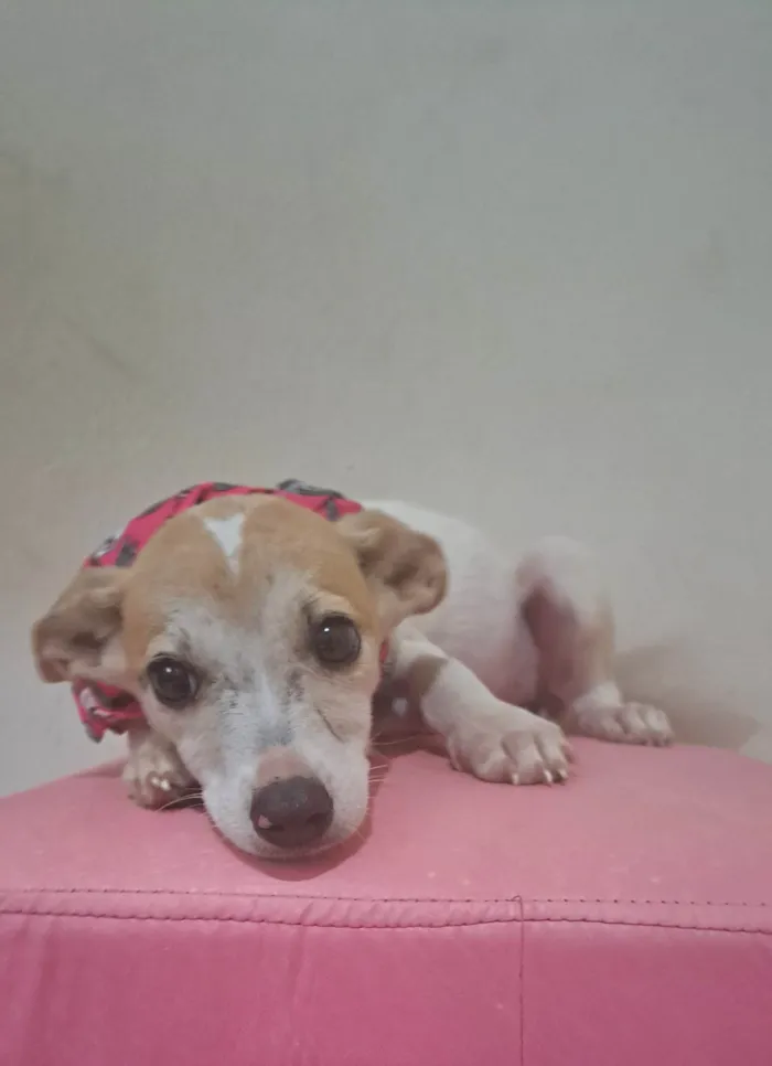 Cachorro raça SRD-ViraLata idade 2 a 6 meses nome Zama