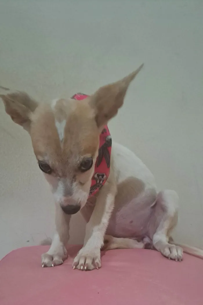 Cachorro raça SRD-ViraLata idade 2 a 6 meses nome Zama