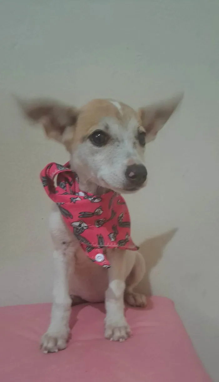 Cachorro raça SRD-ViraLata idade 2 a 6 meses nome Zama