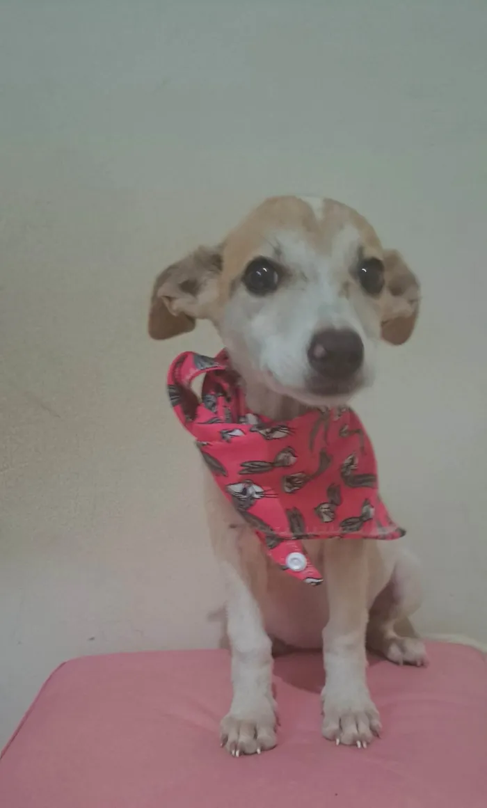 Cachorro raça SRD-ViraLata idade 2 a 6 meses nome Zama