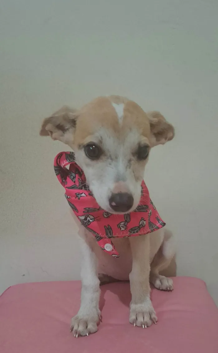 Cachorro raça SRD-ViraLata idade 2 a 6 meses nome Zama