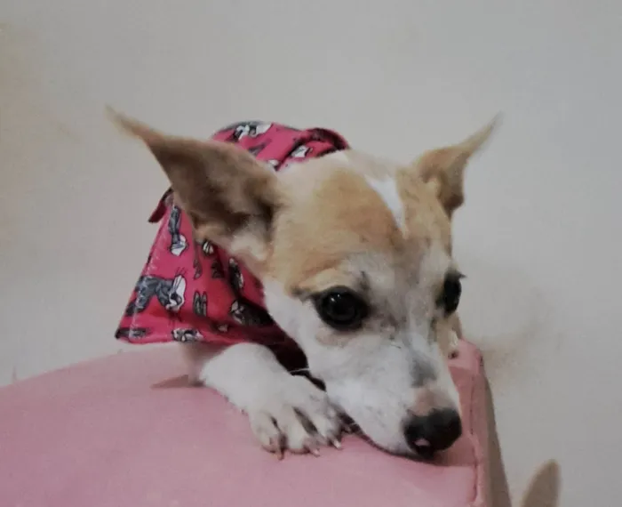 Cachorro raça SRD-ViraLata idade 2 a 6 meses nome Zama