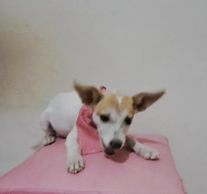 Cachorro raça SRD-ViraLata idade 2 a 6 meses nome Zama