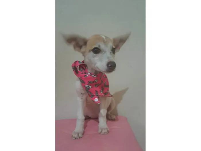 Cachorro raça SRD-ViraLata idade 2 a 6 meses nome Zama