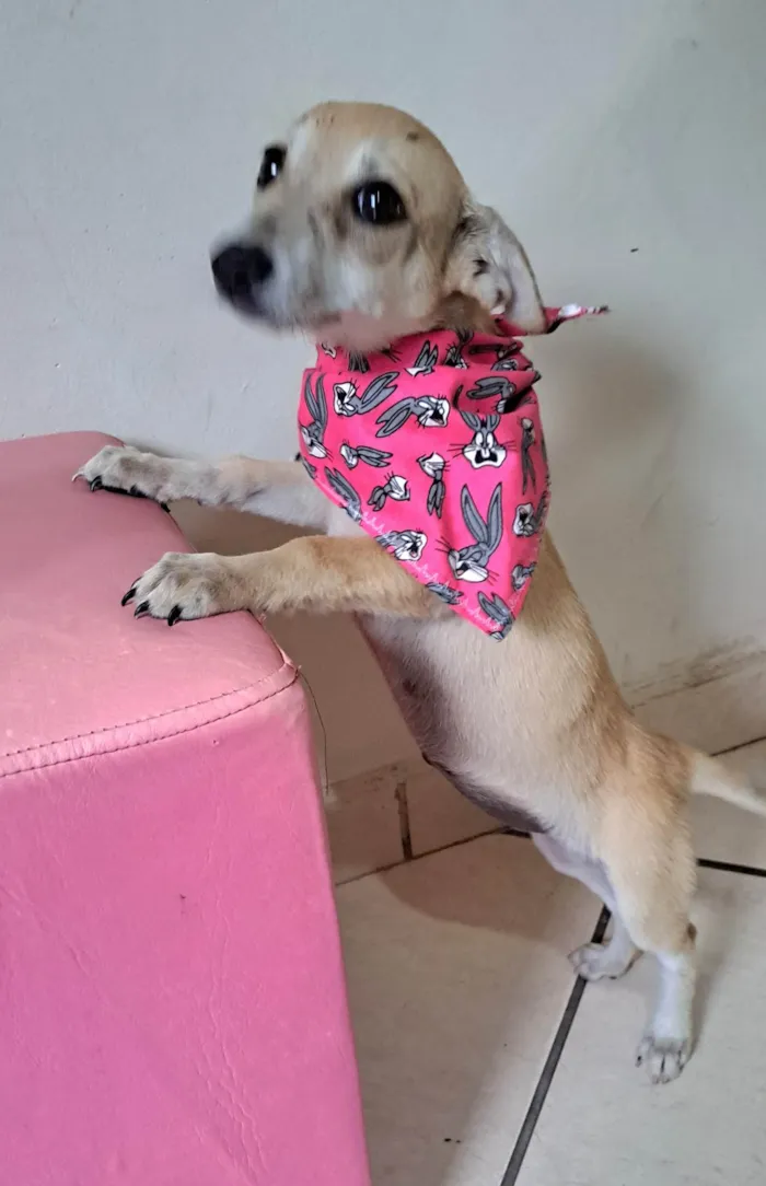 Cachorro raça SRD-ViraLata idade 2 a 6 meses nome Cacau