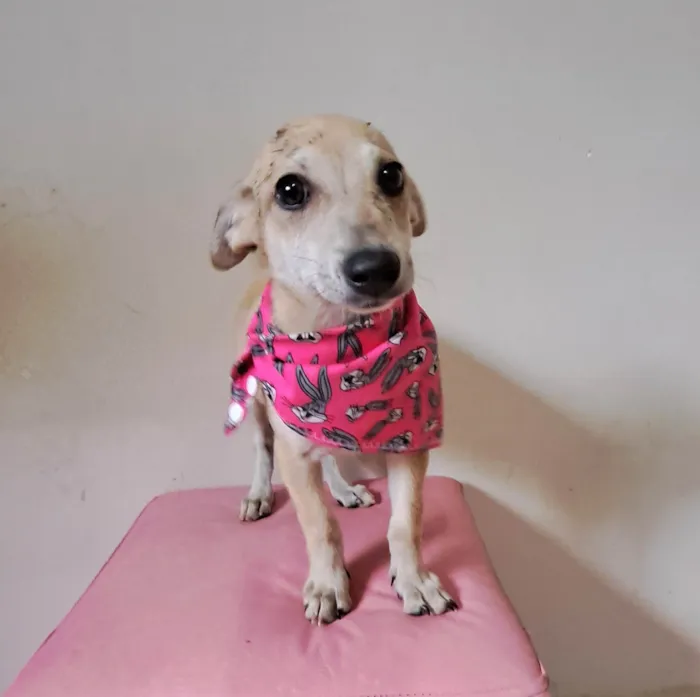 Cachorro raça SRD-ViraLata idade 2 a 6 meses nome Cacau