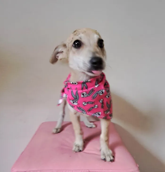 Cachorro raça SRD-ViraLata idade 2 a 6 meses nome Cacau