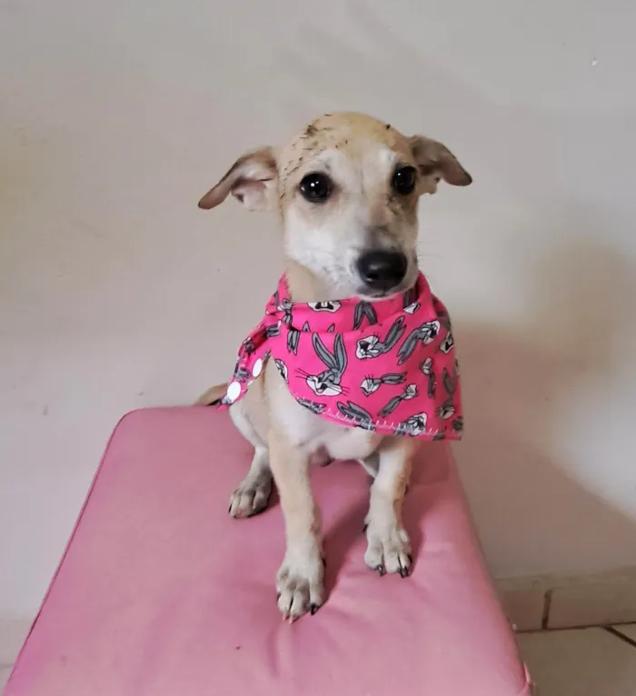 Cachorro raça SRD-ViraLata idade 2 a 6 meses nome Cacau