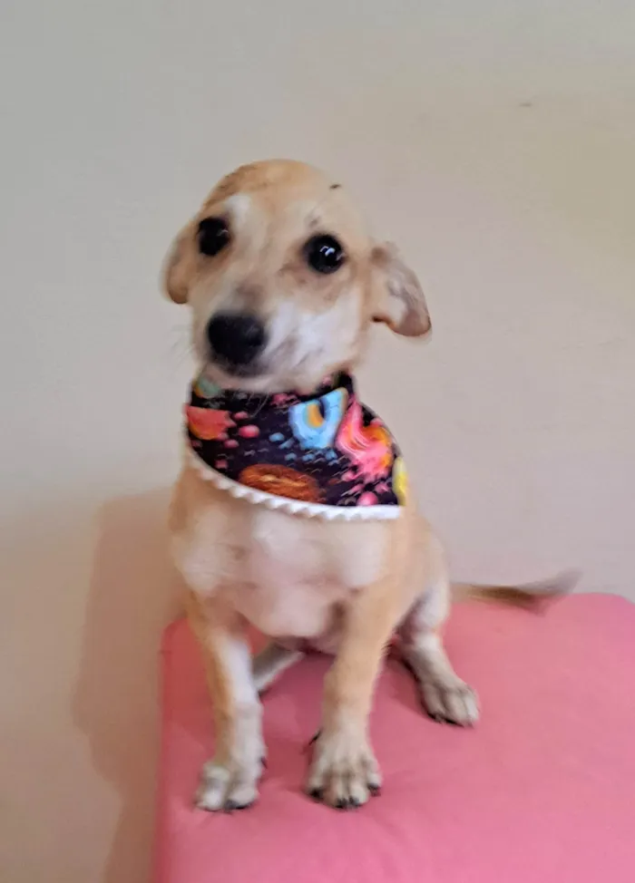 Cachorro raça SRD-ViraLata idade 2 a 6 meses nome Cacau