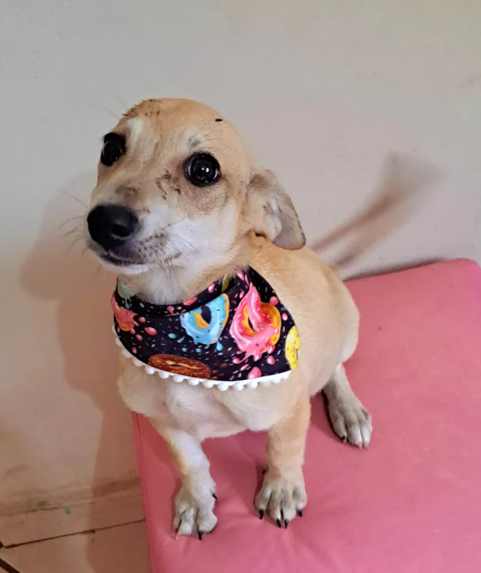 Cachorro raça SRD-ViraLata idade 2 a 6 meses nome Cacau