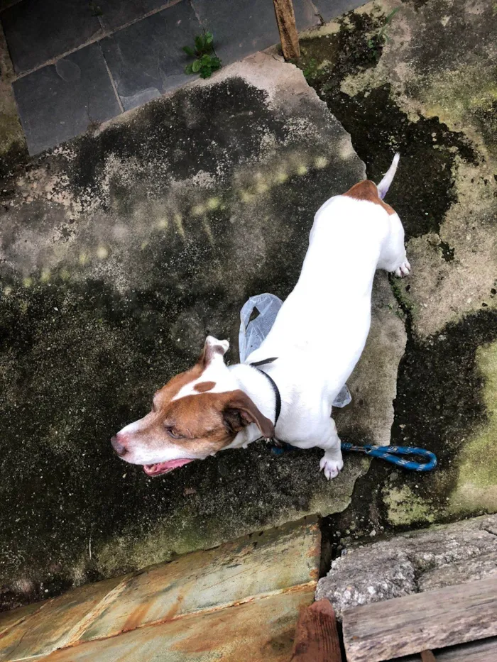 Cachorro ra a Pit-Bull idade 1 ano nome Marrone 