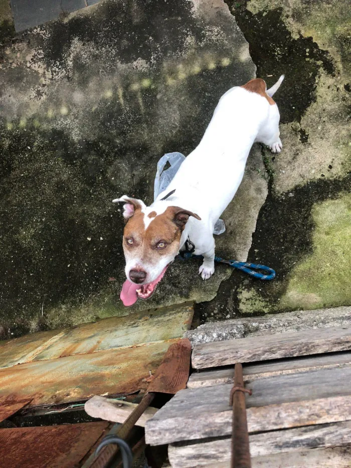 Cachorro ra a Pit-Bull idade 1 ano nome Marrone 