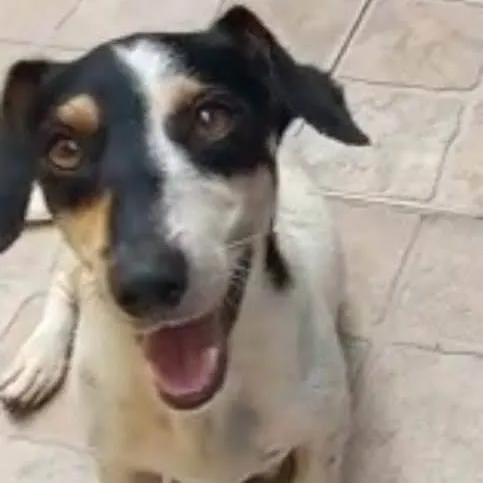 Cachorro ra a SRD-ViraLata idade 1 ano nome Rosinha