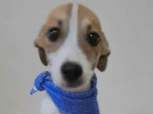 Cachorro raça SRD-ViraLata idade 2 a 6 meses nome Otto