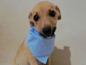 Cachorro raça SRD-ViraLata idade 2 a 6 meses nome Zeca