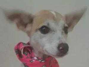 Cachorro raça SRD-ViraLata idade 2 a 6 meses nome Zama