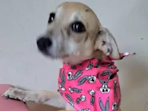 Cachorro raça SRD-ViraLata idade 2 a 6 meses nome Cacau