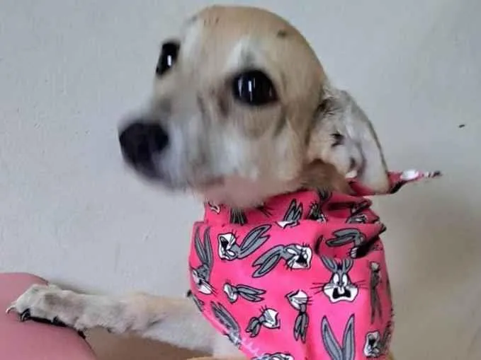 Cachorro raça SRD-ViraLata idade 2 a 6 meses nome Cacau