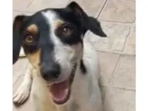 Cachorro raça SRD-ViraLata idade 1 ano nome Rosinha