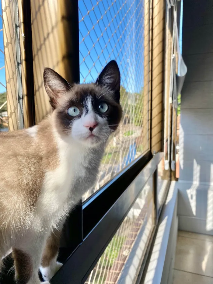 Gato ra a Mescla com siames idade 7 a 11 meses nome Ico