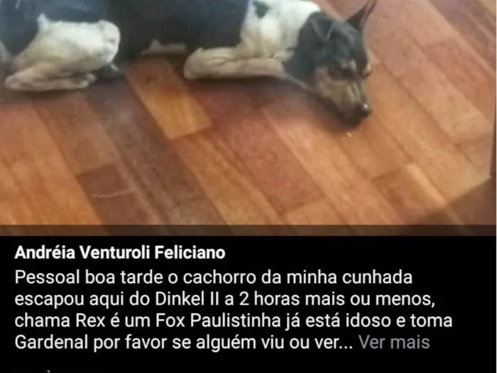 Cachorro ra a Fox paulistinha  idade 6 ou mais anos nome Rex