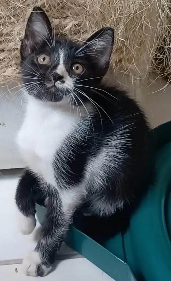 Gato ra a srd frajolinha  idade 2 a 6 meses nome MANOEL