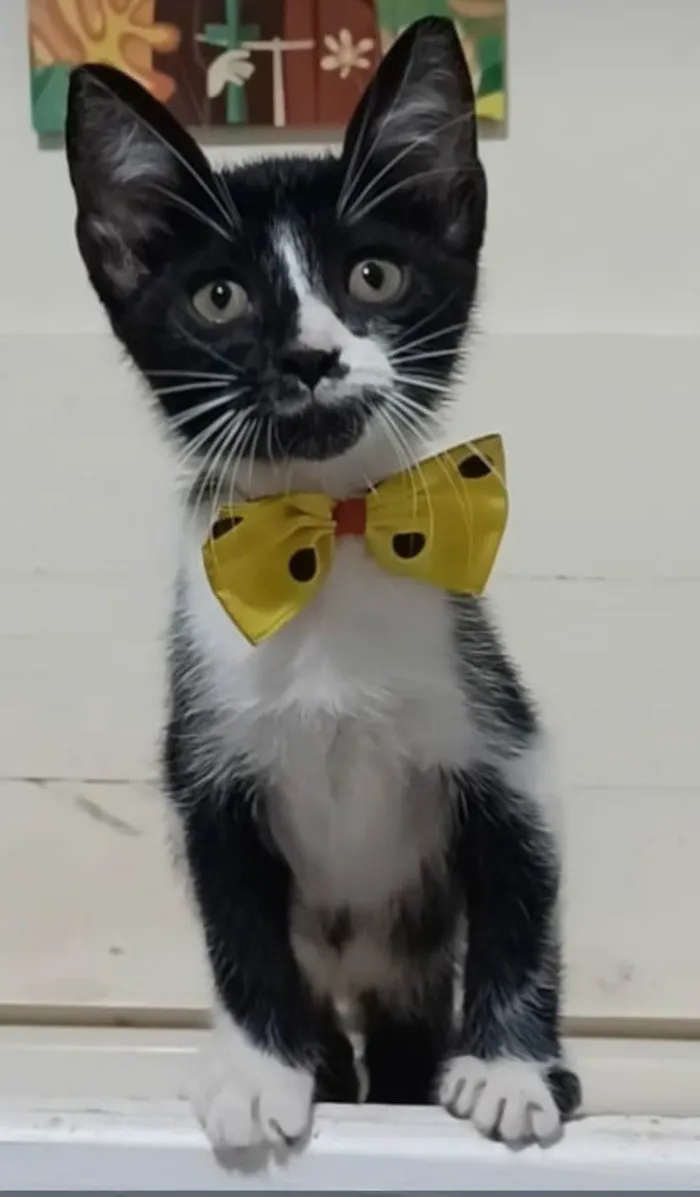Gato ra a srd frajolinha  idade 2 a 6 meses nome MANOEL