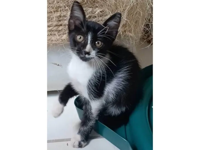Gato ra a srd frajolinha  idade 2 a 6 meses nome MANOEL