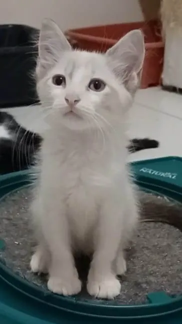 Gato ra a srd idade 2 a 6 meses nome MERLIN 