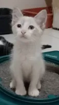 MERLIN