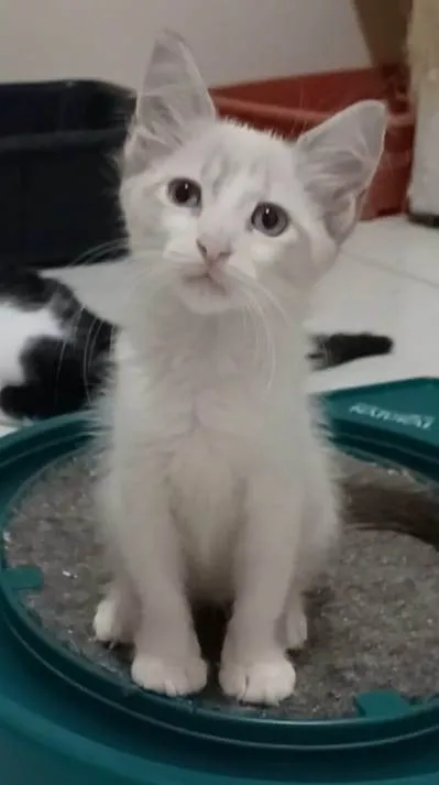 Gato ra a srd idade 2 a 6 meses nome MERLIN 
