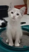 MERLIN