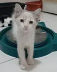 MERLIN