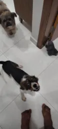 Cachorro raça SRD-ViraLata idade 2 a 6 meses nome BOB