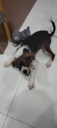 Cachorro raça SRD-ViraLata idade 2 a 6 meses nome BOB