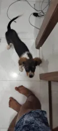 Cachorro raça SRD-ViraLata idade 2 a 6 meses nome BOB