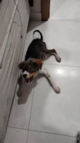 Cachorro raça SRD-ViraLata idade 2 a 6 meses nome BOB