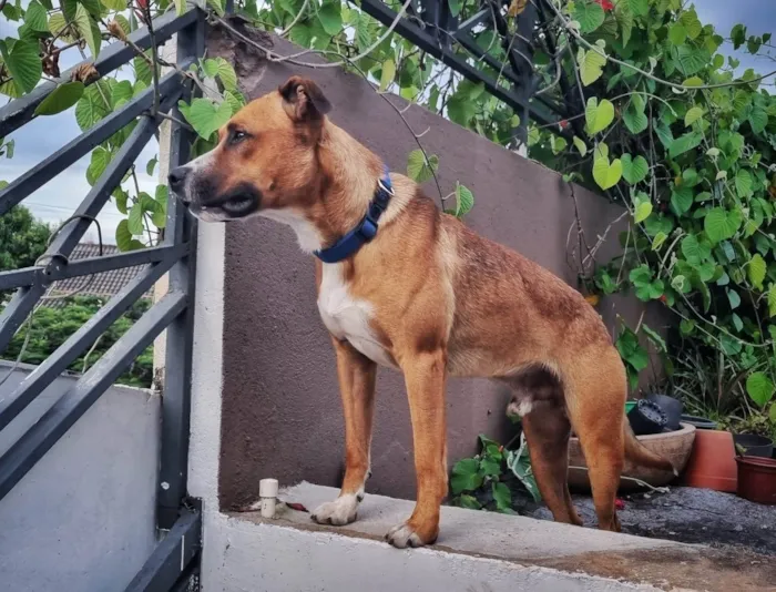 Cachorro ra a SRD-ViraLata idade 1 ano nome Bô