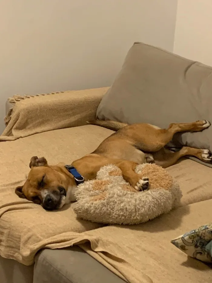 Cachorro ra a SRD-ViraLata idade 1 ano nome Bô