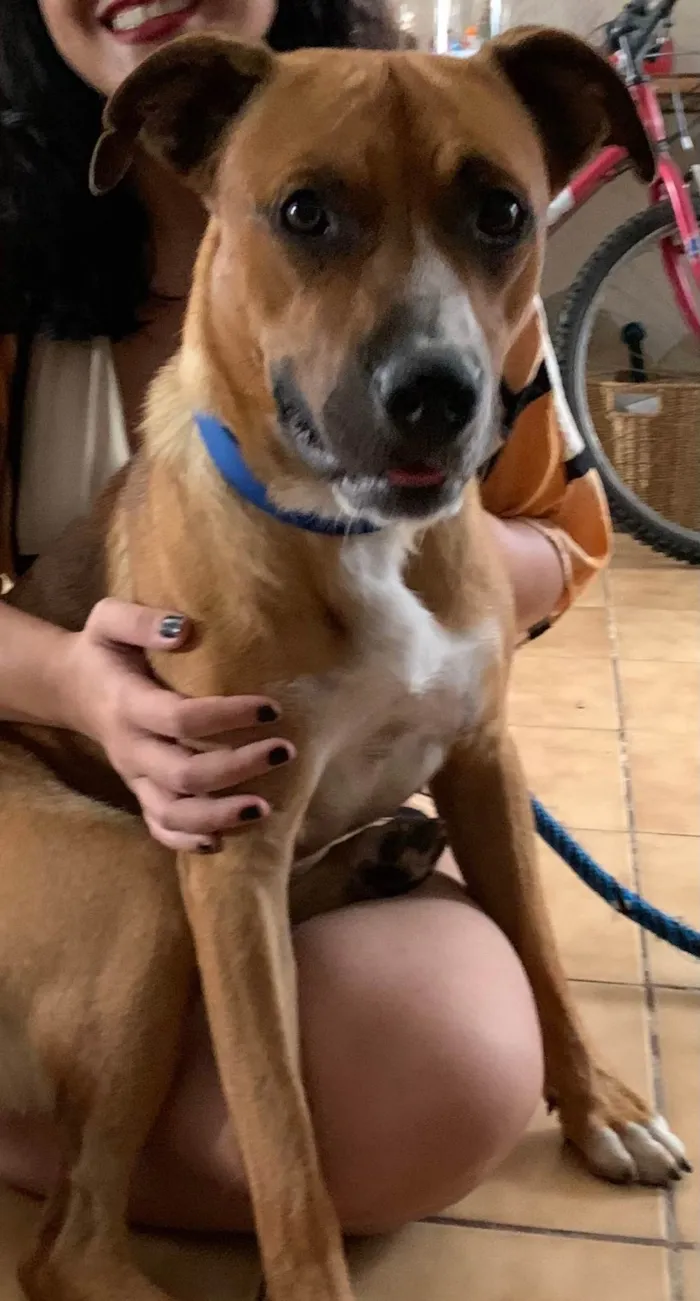 Cachorro ra a SRD-ViraLata idade 1 ano nome Bô