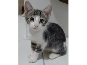 Gato raça srd tigradinha  idade 2 a 6 meses nome MAX