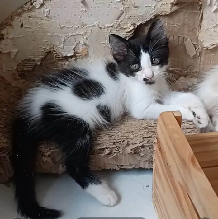 Gato ra a srd idade 2 a 6 meses nome MAUÍ