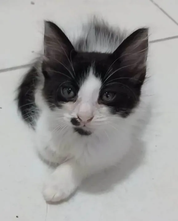 Gato ra a srd idade 2 a 6 meses nome MAUÍ