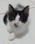 MAUÍ