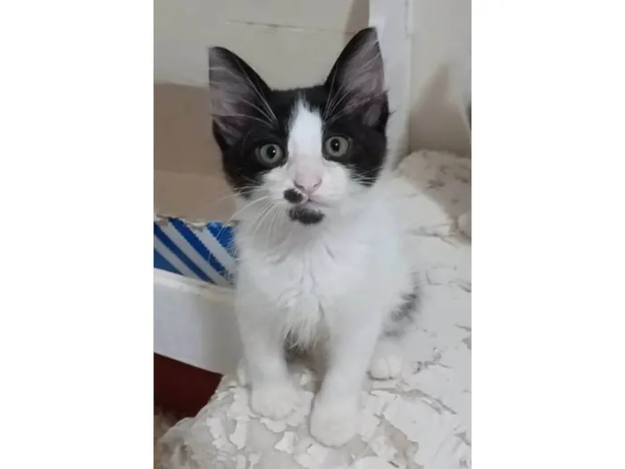 Gato ra a srd idade 2 a 6 meses nome MAUÍ