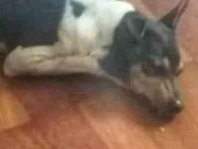 Cachorro ra a Fox paulistinha  idade 6 ou mais anos nome Rex