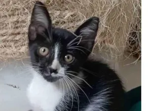 Gato raça srd frajolinha  idade 2 a 6 meses nome MANOEL