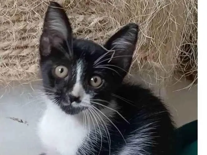 Gato ra a srd frajolinha  idade 2 a 6 meses nome MANOEL
